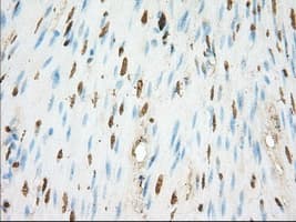 ERCC1 Antibody (clone OTI1B3)