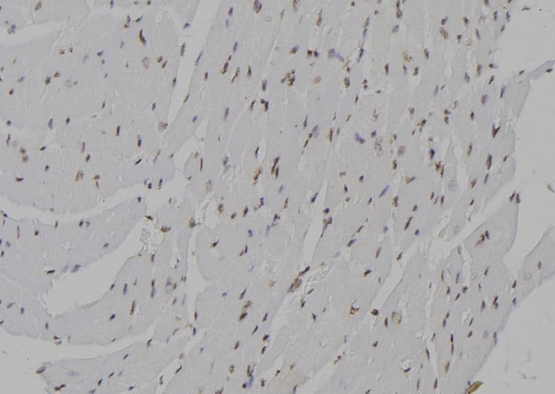 CENPN / CENP-N Antibody