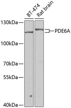 PDE6A / PDE6 Alpha Antibody