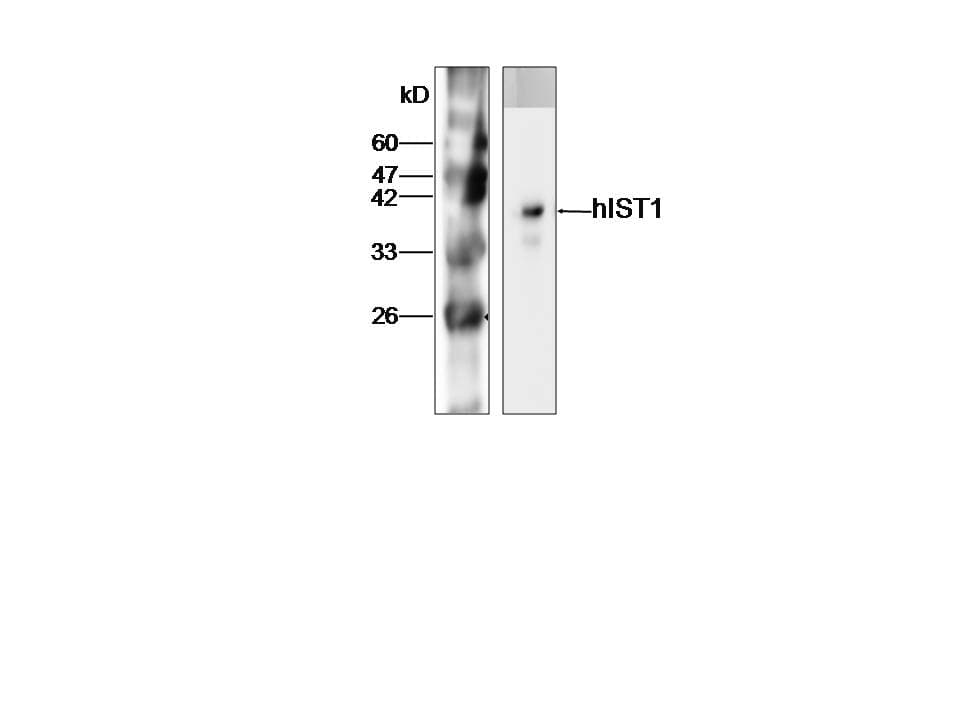 IHC-plus™ IST1 Antibody