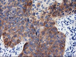 ALDH1L1 Antibody (clone OTI4D5)