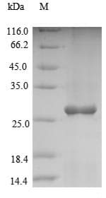 Arabidopsis thaliana BAS1 Protein (Recombinant 10His, N-terminus + Myc, C-terminus)