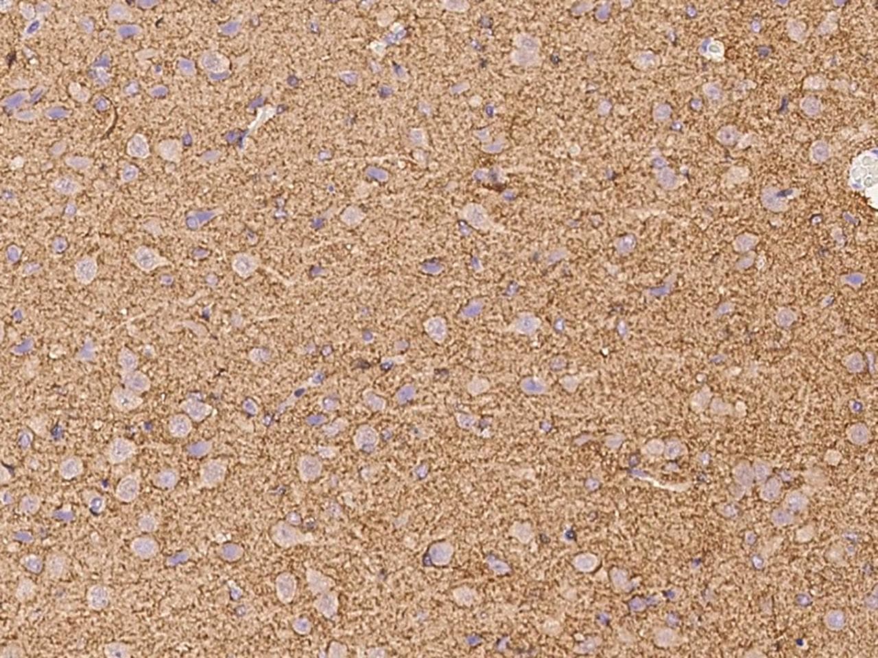 SNAP25 Antibody (Preservative Free)