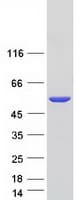Human c-Src Kinase / CSK Protein (Recombinant Myc-DDK (Flag))