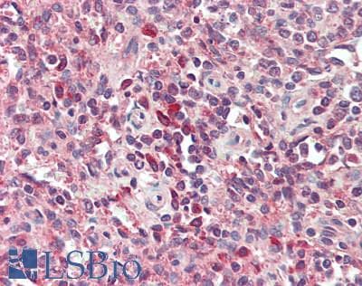 Polyclonal Rabbit anti-Human POU2AF1 / BOB1 Antibody (IHC, IF, WB)