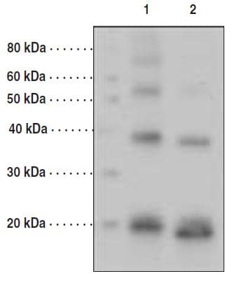 Polyclonal Rabbit anti-Yeast Yeast SUMO Antibody (aa1-97, WB)