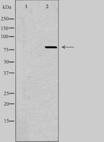 RCS / ARPP-21 Antibody