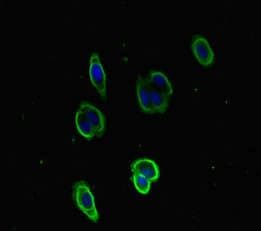 F5 / Factor Va Antibody