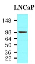 IHC-plus™ Monoclonal Mouse anti-Human FOLH1 / PSMA Antibody (clone K1H7, aa117-351, IHC, WB)