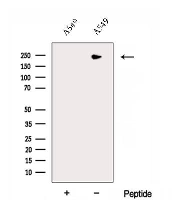 DOCK8 Antibody