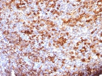 Mouse Anti-Human IgG Secondary Antibody (clone B33/20)