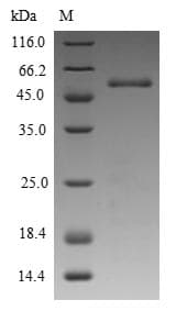 Phleum pratense Pollen allergen Phl p 5a Protein (Recombinant 10His-SUMO, N-terminus + Myc, C-terminus)