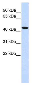 TBX1 Antibody (aa324-373)