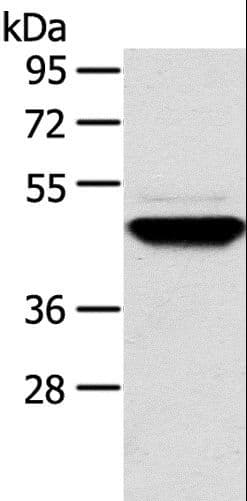 TM7SF2 Antibody