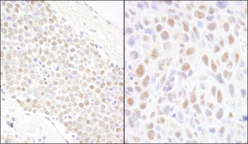 BCAS2 Antibody (aa175-C-term)