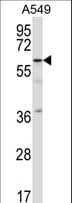 CRTR1 / TFCP2L1 Antibody (aa342-370)
