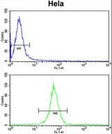 KIF11 / EG5 Antibody (aa103-130)