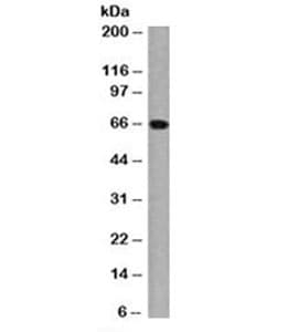 Estrogen Receptor Antibody (aa2-185, clone ER506, Azide-free, BSA-free)