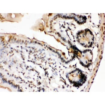 FOSB Antibody (aa264-291)