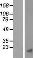 CTNNBIP1 / ICAT Protein (Over-Expression Lysate Myc-DDK (Flag))