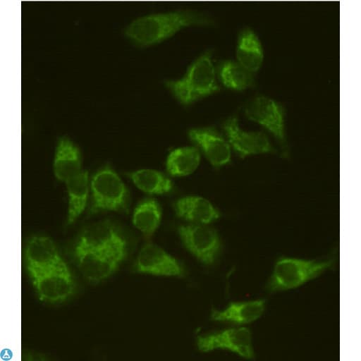 AIFM1 / AIF / PDCD8 Antibody