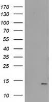 FAM127C Antibody (clone OTI2D4, Carrier-free)
