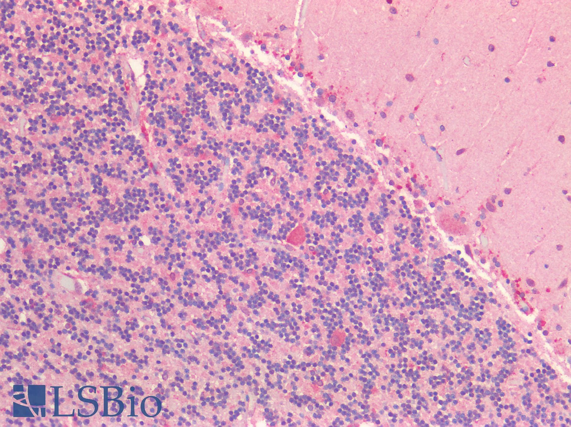 IHC-plus™ FOLH1 / PSMA Antibody