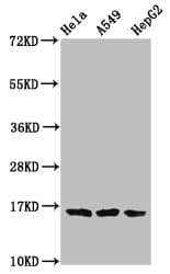 HIST1H3A Antibody
