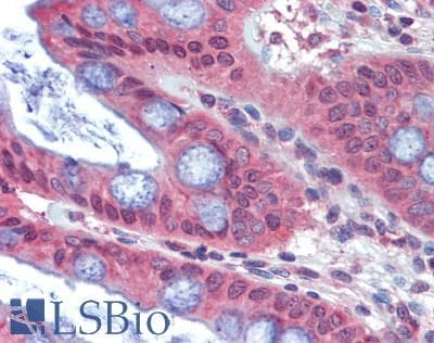 IHC-plus™ LOXL1 Antibody