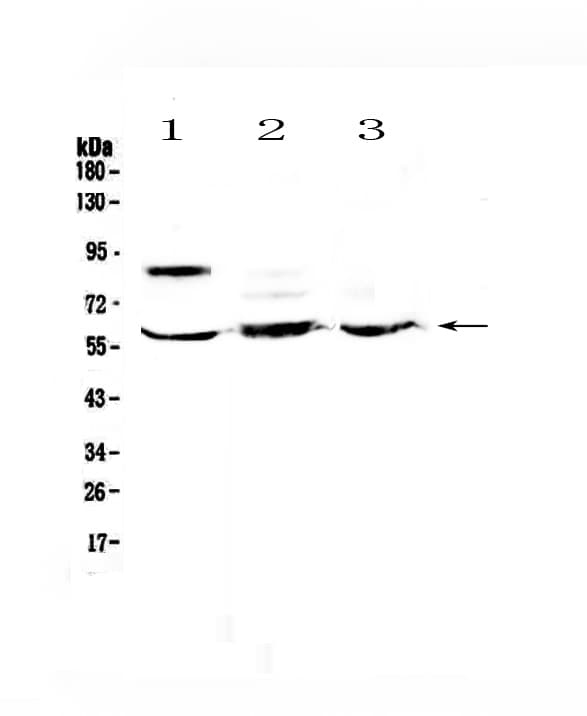 HSF2 Antibody