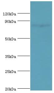 HSD17B4 Antibody (aa437-736)