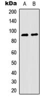 RPS6KA5 / MSK1 Antibody (phospho-Ser376)