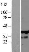 PHF13 Protein (Over-Expression Lysate Myc-DDK (Flag))