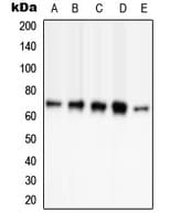 PAK3 Antibody (phospho-Ser154)