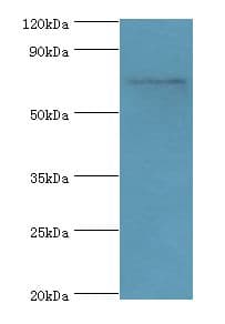 SYTL4 / Granuphilin Antibody (aa50-280)