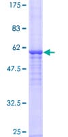 Human NAT2 Protein (Recombinant GST)