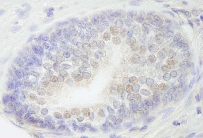 RBM27 Antibody (aa700-750)
