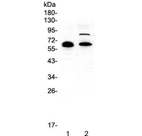 CCDC36 Antibody