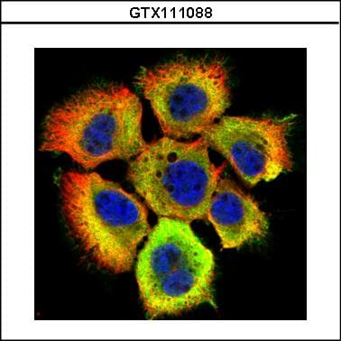 HSP70 / Heat Shock Protein 70 Antibody (aa308-569)