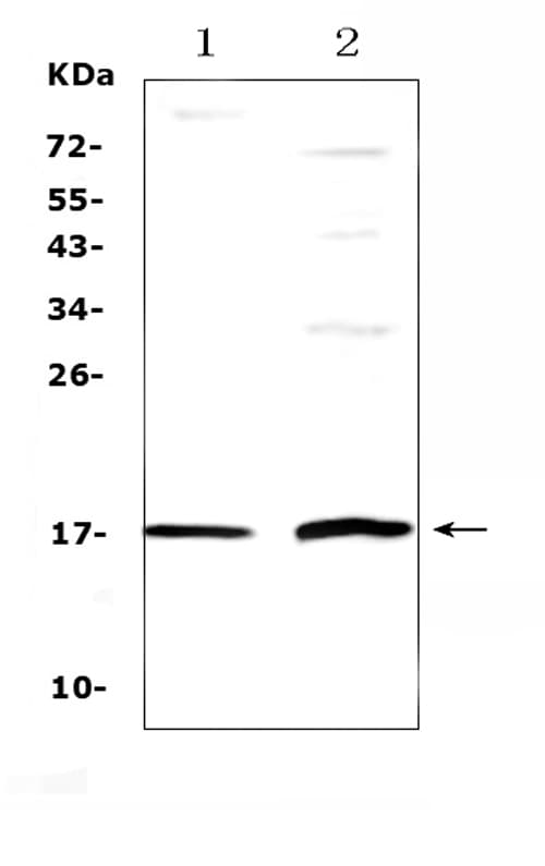 EPGN / Epigen Antibody