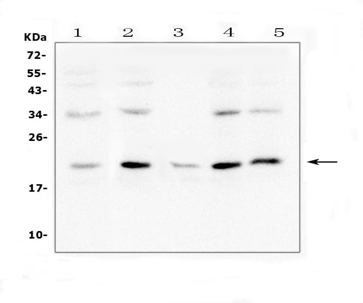 BCL2L2 / Bcl-w Antibody (C-Terminus)