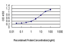 Monoclonal Mouse anti-Human RAD23A / HHR23A Antibody (clone 3C12, WB)