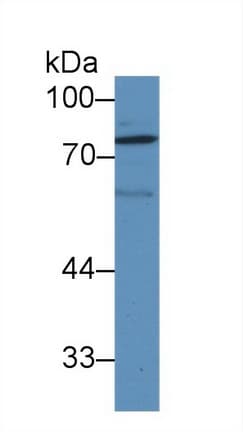 LOXL1 Antibody (aa393-603, PE)