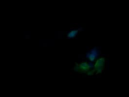 PIK3R5 Antibody (clone OTI2A3)