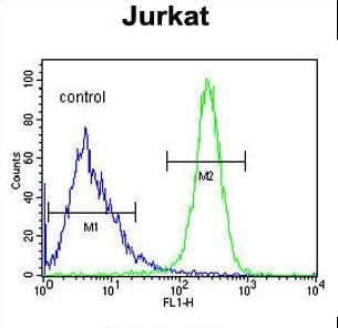 ANGEL1 Antibody (aa597-624)