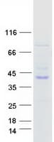 Human BUB3 Protein (Recombinant Myc-DDK (Flag))