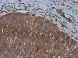 TULP3 Antibody (clone OTI4E5)