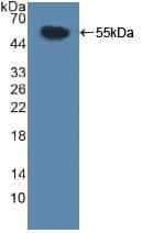 MYLK Antibody (aa1661-1877)