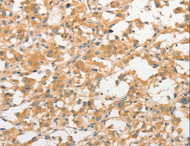 TLR3 Antibody