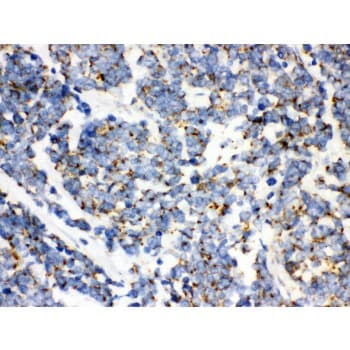 MtTFA / TFAM Antibody (aa214-241)